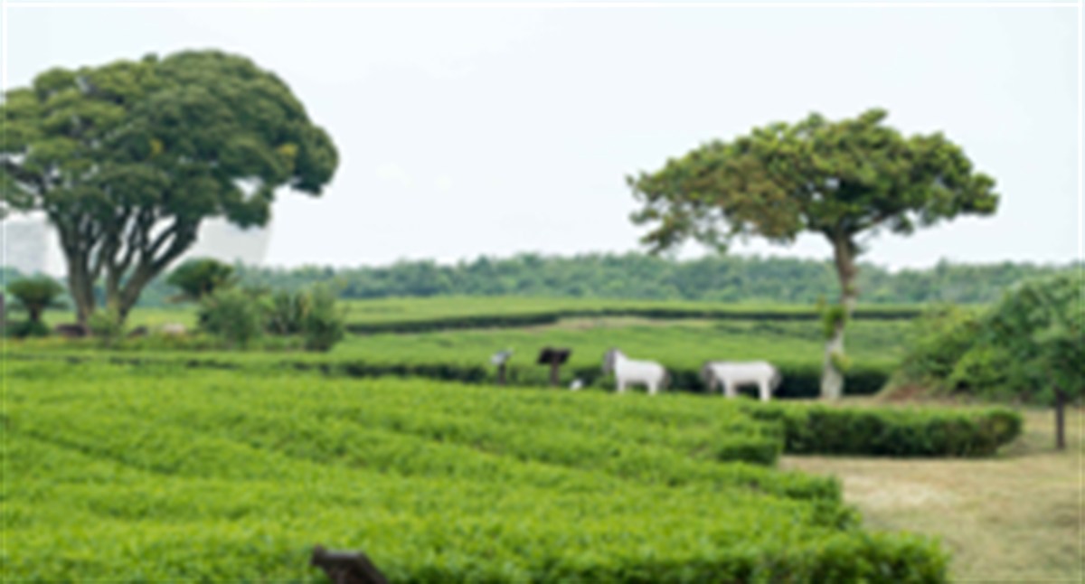 O'sulloc Tea Museum